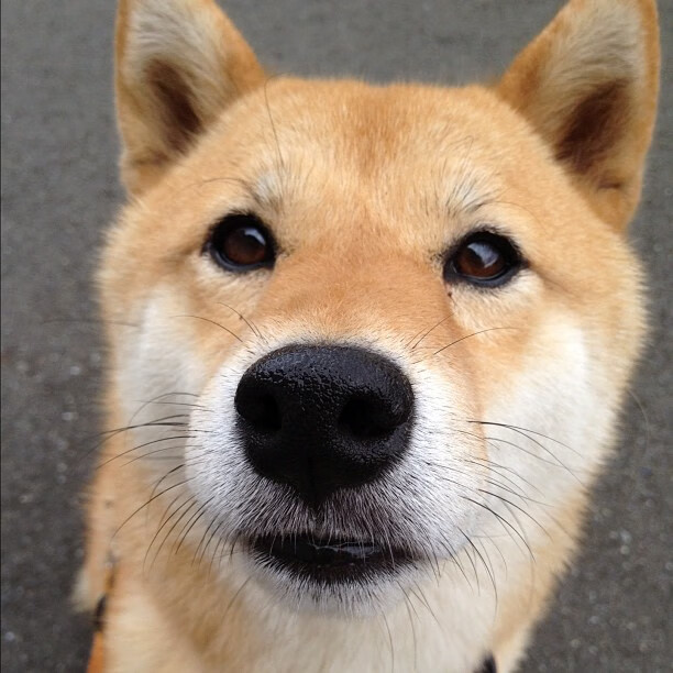 开云体育平台APP-迪亚斯进攻端无人可挡，波兰险胜丹麦上演欧洲杯经典对决